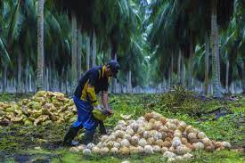 Meneguk â€˜Manisnyaâ€™Kelapa di Saat Hasil Panen yang Makin Anjlok 